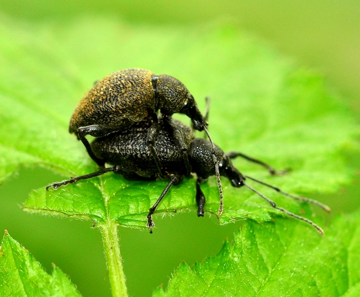 Una strana coppia di curculionidae